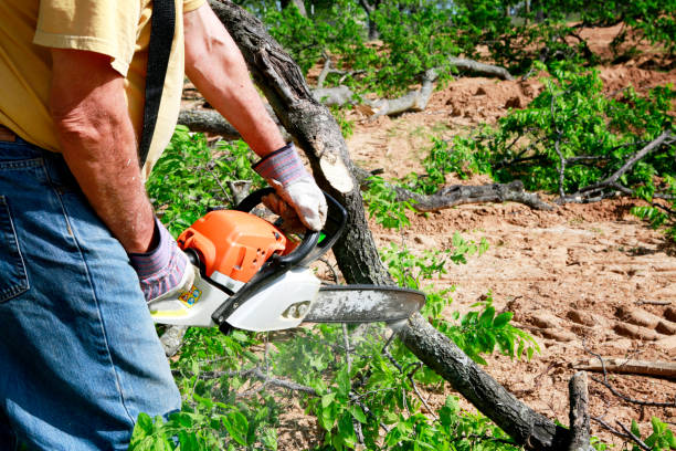 Professional  Tree Services in Yoakum, TX